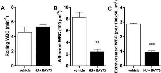 Figure 4. Effects of coadministration of HU and BAY73-6691 on leukocyte recruitment in TNF-α–treated native SCD mice. HU (100 mg/Kg, intravenously) and BAY73-6691 (3 mg/Kg, intravenously) were administered to native SCD mice at the time of TNF-α administration. (A) leukocyte rolling; (B) adhesion; and (C) extravasation were determined at 180 minutes after TNF-α (**P < .01, ***P < .001 compared with vehicle control, n = 3 mice per group).