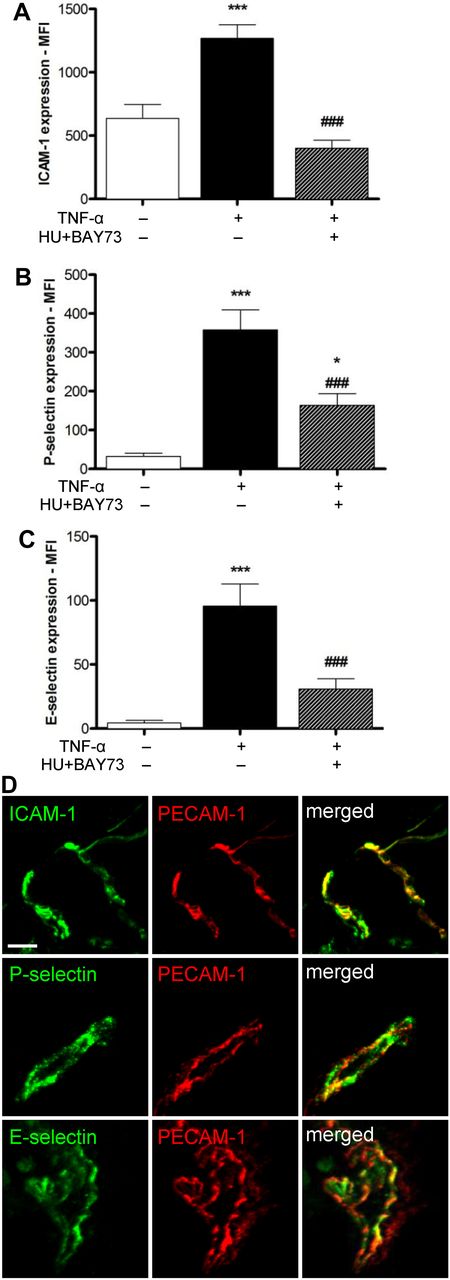 Figure 5. Expression of endothelial surface adhesion molecules in exteriorized cremaster muscle tissues of TNF-α–treated SCD mice. Endothelial cell expression of (A) ICAM-1, (B) P-selectin, and (C) E-selectin in cremaster muscle tissues isolated from SCD mice in steady state or after TNF-α administration in the presence or absence of HU and BAY 73-6691 or drug vehicle, n = 37-69 venules PECAM-1+ vascular areas quantified from 4-6 mice per group (*P < .05, ***P < .0001 compared with SCD mice in steady state; ###P < .0001 compared with TNF-α–stimulated SCD mice without HU and BAY-73-6691). (D) Representative images of ICAM-1, P-selectin, and E-selectin expression in cremaster muscle isolated from TNF-α–stimulated SCD mice at the end of the in vivo observation period. Scale bar: 20 μm.