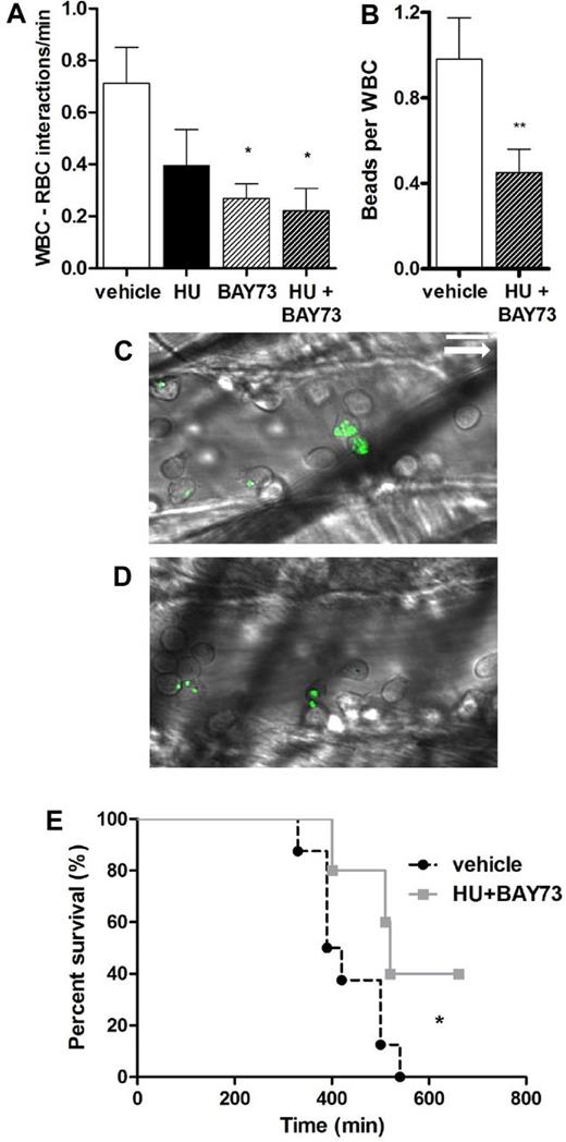 Figure 6. Effect of HU and BAY73-6691 treatment on leukocyte activation and survival of TNF-α–treated SCD mice. (A) Quantification of RBC-WBC interactions, n = 5-7 mice per group (*P < .05 compared with vehicle). (B) Mac-1 integrin activity on adherent leukocytes as assessed by capture of fluorescent microspheres, n = 3 to 5 mice per group (**P < .01 compared with vehicle, Mann-Whitney test). Representative images of fluorescent spheres bound to adherent leukocytes after treatment with vehicle (C) or HU and BAY-73-6691 (D). The white arrow indicates the direction of blood flow. (E) Kaplan-Meier survival curve after treatment with HU and BAY73-6691 or vehicle. Log-rank (Mantel-Cox) test (*P < .05 compared with vehicle, n = 5-7 mice per group). Scale bar: 10 μm.