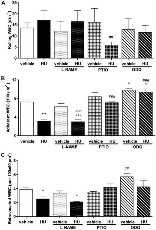 Figure 7. HU reduces leukocyte adhesion and extravasation via NO production and a cGMP-dependent pathway. (A) Leukocyte rolling, (B) adhesion and (C) extravasation in TNF-α–treated C57BL6 WT mice after administration of vehicle or HU in the presence or absence of L-NAME, PTIO, or ODQ, n = 4-10 mice per group (*P < .05, **P < .01, ***P < .001, compared with vehicle alone; ##P < .01, ###P < .001 compared with HU alone; ∞∞P < .01, compared with vehicle + L-NAME).