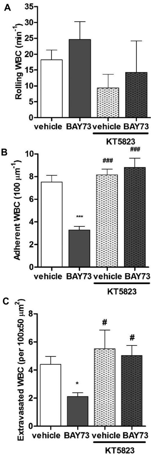 Figure 8. BAY73-6691 reduces leukocyte adhesion and extravasation via a cGMP-dependent pathway. (A) Leukocyte rolling, (B) adhesion, and (C) extravasation in TNF-α–treated C57BL6 WT mice after administration of vehicle or BAY73-6691, in the presence or absence of KT5823 (n = 4-10 mice per group; *P < .05, ***P < .001, compared with vehicle alone; #P < .05, ###P < .001, compared with BAY73-6691 alone).