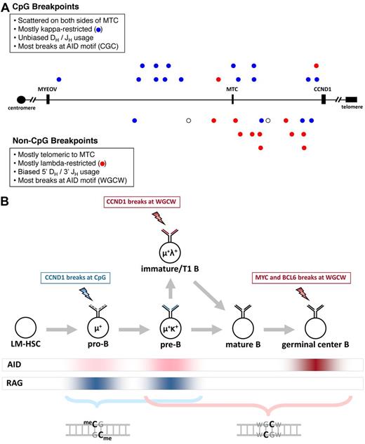Figure 1. Distribution and features of unclustered CCND1 breakpoints and a model for CpG and WGCW breaks in IgH translocations. (A) A 400-kb segment of chromosome 11q13 (chr11:68 800 000-69 200 000 in NCBI Build 36) is shown. The MYEOV and CCND1 genes and MTC are shown for reference. CpG breakpoints are shown above the axis, and non-CpG breakpoints are shown below. Blue represents κ-restricted cases; red, λ-restricted cases; and ○, cases for which light chain restriction is unknown. (B) Our results implicate AID-initiated chromosomal breaks in the genesis of IgH-CCND1 translocations in MCL, IgH-MYC translocations in Burkitt lymphoma, and IgH-BCL6 translocations in follicular and diffuse large B-cell lymphomas (see supplemental Results). AID expression is highest in antigen-stimulated mature B cells undergoing somatic hypermutation and CSR but is expressed at lower levels in immature and transitional 1 (T1) B cells, and at even lower levels in pro-B and pre-B cells. RAG activity is associated with V(D)J recombination in pro-B cells during IgH rearrangement, in pre-B cells during light chain rearrangement, and in immature B cells during receptor editing. Lightning bolts indicate the stage at which each translocation is proposed to occur. Our model proposes that low levels of AID favor CpG breaks (blue font), whereas intermediate or high levels of AID favor WGCW breaks (red). The staggered cytosine bases on opposite strands of the CpG and WGCW motifs are highlighted to indicate the potential of this configuration to promote DSBs.