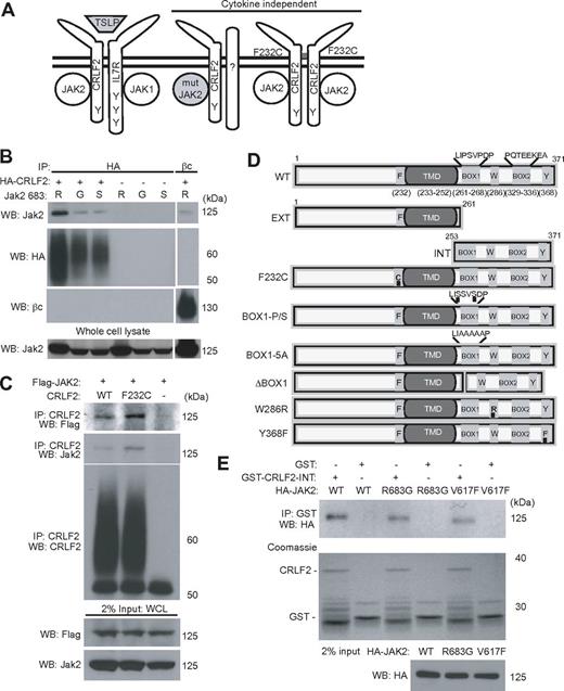 Figure 1. Signaling through human CRLF2 involves JAK2. (A) CRLF2 signaling can be activated by either ligand or gain-of-function mutations within CRLF2, IL7R, JAK1, or JAK2. On the left, CRLF2 can heterodimerize with IL7R and respond to TSLP through JAK1 and JAK2. In the middle, CRLF2 can signal through a gain-of-function mutant JAK2, in which case involvement of a dimerization partner is unknown. On the right, CRLF2 F232C can homodimerize through a disulfide bond.18 C-terminal tyrosines (Y) within CRLF2 and IL7R are indicated. (B) Coimmunoprecipitation of HA-CRLF2 with mouse Jak2 R683 (wild-type), R683G, and R683S in Ba/F3 lysates. Coimmunoprecipitation of wild-type Jak2 and βc is included as a control. (C) Coimmunoprecipitation of FLAG-tagged human JAK2 with CRLF2 or CRLF2 F232C in Ba/F3 lysates. (D) A series of mutation and deletion constructs were generated in CRLF2 to define the role of specific residues (F232, W286, Y368) or domains (Box 1, cytoplasmic, extracellular). Modified amino acids are underlined. Numbers above or below constructs indicate codons. (E) Coimmunoprecipitation of GST or GST-CRLF2-INT generated in E coli with HA-JAK2 (wild-type, WT; R683G or V617F) generated by in vitro translation.