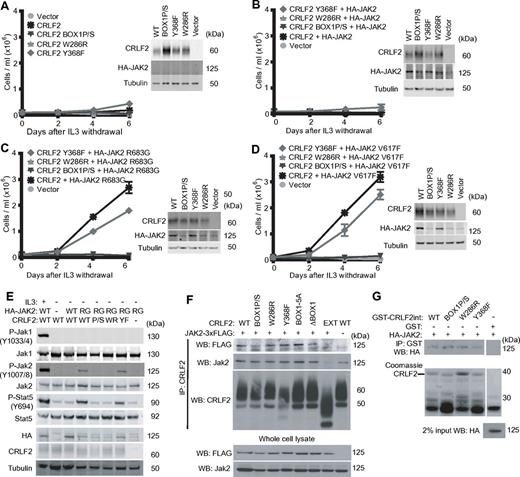 Figure 3. CRLF2 box1, W286R and Y368F mutations in CRLF2/mutant JAK2 signaling. (A-D) Ba/F3 cells expressing the indicated alleles were grown in the absence of cytokines beginning day 0 and cells were counted every other day. Insets show immunoblotting for the indicated proteins. (E) Immunoblotting was performed with antibodies against indicated total or phospho (P−) proteins either in the presence of IL3 or 24 hours after IL3 withdrawal. Tyrosine phospho-sites are included. (F) Coimmunoprecipitation of FLAG-tagged JAK2 with CRLF2 constructs in Ba/F3 lysates. (G) Coimmunoprecipitation of GST or GST-CRLF2int (WT or carrying the indicated mutations) generated in E coli with HA-tagged JAK2 generated by in vitro translation. P/S indicates box1-P/S; WR, W286R; YF, Y368F; RG, R683G; and VF, V617F.