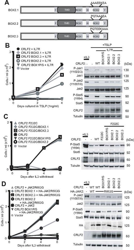 Figure 4. Mutation of the box2 domain of CRLF2 partially block signaling. (A) Triple alanine mutations were introduced across the CRLF2 box2 domain. (B) Ba/F3 cells expressing the indicated alleles were grown in TSLP beginning day 0 and cells were counted every other day. Inset shows immunoblotting for the indicated proteins. (C-D) Identical to panel B except cells were grown in the absence of cytokines.
