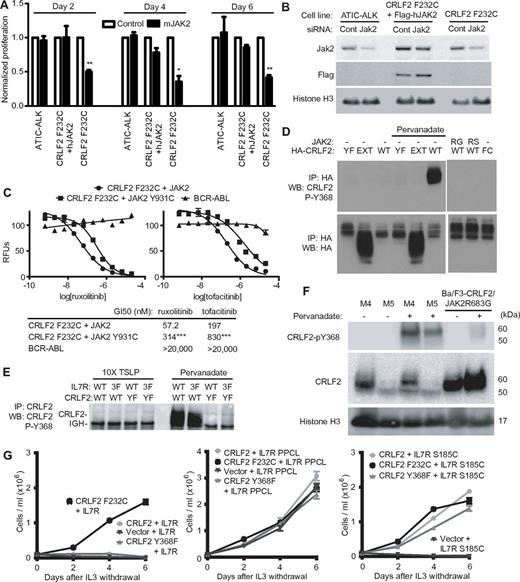 Figure 5. Signaling through CRLF2 F232C requires JAK2 but not phosphorylation of CRLF2 Y368. (A) siRNA against mouse Jak2 was transfected into Ba/F3 cells expressing the indicated alleles and proliferation was assayed after 48 hours (*P < .05, **P < .01 compared with control siRNA in the same line by paired, Student t test). (B) Western blotting for indicated proteins after siRNA transfection. (C) Ba/F3 cells expressing the indicated alleles were grown for 48 hours in the absence of cytokines and in the presence of increasing concentrations of compounds. RFU indicates relative fluorescence units. All assays were performed in quadruplicate. Error bars indicate the SEM (***P < .001 compared with Ba/F3-CRLF2 F232C/JAK2). (D) IP of HA-tagged CRLF2 constructs from Ba/F3 cells expressing the indicated alleles followed by WB for CRLF2 phospho-Y368 or HA. Where indicated, cells were pretreated for 15 minutes with pervanadate. FC indicates F232C. (E) IP using anti-CRLF2 antibody in Ba/F3 cells expressing WT CRLF2 or CRLF2 Y368F (YF) with WT IL7R or IL7R-3F (3F) followed by immunoblotting with a specific antibody against CRLF2 P-Y368. IGH indicates mouse immunoglobulin heavy chain. (F) MHH-CALL4 (M4) and MUTZ-5 (M5) human B-ALL cells and Ba/F3-CRLF2/JAK2 R683G cells were treated with vehicle or pervanadate and then lysates were collected and immunoblotted for the indicated proteins. (G) Ba/F3 cells expressing the indicated combinations of CRLF2 and IL7R alleles were cultured in the absence of IL3 and cells were counted every other day. Error bars indicate SD.