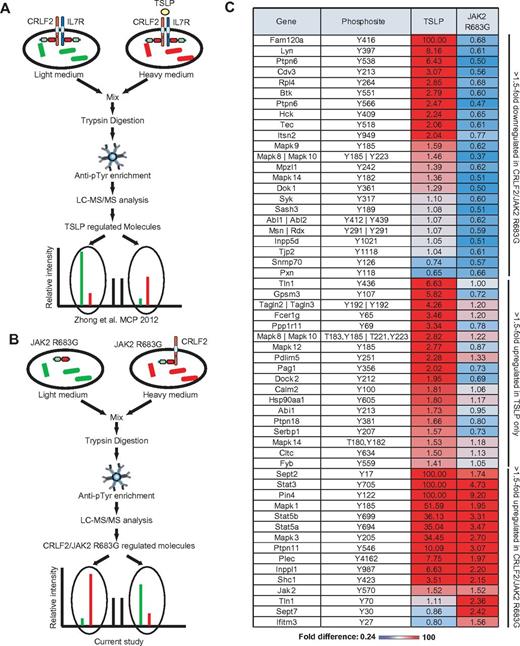 Figure 6. SILAC-based phosphoproteomic analysis of CRLF2-dependent signaling. (A) Schematic illustration of our previous SILAC study (Zhong et al33) which identified tyrosine phosphorylation sites induced by TSLP.33 (B) The same SILAC approach was used to identify tyrosine phosphorylation sites regulated by CRLF2 in the presence of JAK2 R683G in Ba/F3 cells. IL3 was withdrawn for 6 hours and lysates were mixed, subjected to phosphotyrosine enrichment and the enriched phosphopeptides were analyzed by LC-MS/MS. (C) The heatmap shows differences between tyrosine phosphorylation regulated by TSLP and by CRLF2/JAK2 R683G.