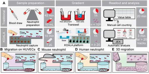 Figure 1. Overview of the KOALA platform. (A) Comparison of the purification and chemotaxis protocols for the KOALA platform and Transwell assay. Other traditional assays that use live-cell imaging (ie, micropipette-based assays) take many hours to manually track the same number of cells that can be tracked with automated JEX tracking in 3 minutes. (B-E) Applications of the KOALA platform for neutrophil chemotaxis, including neutrophils migrating on endothelial cells (B); a 2D chemotaxis assay for neutrophils obtained from mice (C); a 2D chemotaxis assay for human primary neutrophils captured and sorted from a drop of whole blood (D); and neutrophil chemotaxis in a 3D matrix (E). Traditional purification methods and sample volumes shown in panel A are required for 3D neutrophil chemotaxis.
