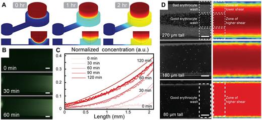 Figure 2. Characterization of the chemical gradient generation and neutrophil sorting for the KOALA platform. (A) COMSOL simulations of the diffusion of a chemoattractant loaded in a hydrogel sphere in the lid of the assay, dipping into a microfluidic channel in the base. (B) Fluorescent microscopy images of an AlexaFluor dye diffusing into the microchannel in the base of the KOALA platform. (C) Comparison of the concentration profiles between the experiments and the numerical simulations. (D) COMSOL Version 3.3 simulation of the shear stress in microchannels of different heights and comparison with the efficacy of the whole blood washing. (B,D) Scale bars represent 100 μm. Phase-contrast images acquired using Slidebook Version 5.0.0.14 software with an Olympus IX-81 microscope using 4× (NA = 0.13; B) and 10× (NA = 0.30; D) objectives at 37°C. Additional details on imaging are given in “Microscopy.”