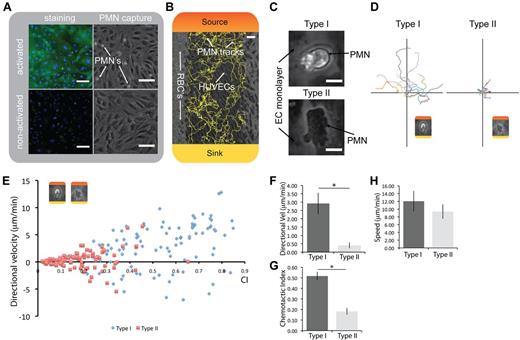 Figure 3. Capture and migration of human primary neutrophils on endothelial cells. (A) Staining for E-selectin on a HUVEC monolayer and corresponding polymorphonuclear leukocyte (PMN) capture from whole blood. (B) PMN migration on HUVECs with red blood cells (RBCs) on the side; automated tracks generated with JEX. Colors represent the formation of the chemical gradient: red represents maximum chemoattractant source concentration; and yellow, the chemoattractant concentration in the sink. (C) Micrographs showing type I and type II neutrophil morphologies (also see supplemental Video 5). (D) Representative tracks of each neutrophil phenotype transposed to the origin. (E) Representative individual neutrophil tracks of chemotactic index and directional velocity toward the chemoattractant, illustrating the differences in chemotactic function. (F-G) Type I phenotype is significantly more directional and has a higher velocity toward the chemoattractant than type II. *P < .05. n = 3. (H) No significant difference in random migration speed between the 2 neutrophil phenotypes (n = 3). Direct comparisons of neutrophil chemotaxis with controls shown in supplemental Figure 8. (A-B) Scale bars represent 100 μm. (C) Scale bar represents 10 μm. Error bars represent SEM. Phase-contrast images acquired using Slidebook Version 5.0.0.14 software with an Olympus IX-81 microscope using a 10× objective (NA = 0.30) at 37°C, except for micrographs shown in panel C. Additional details on imaging are given in “Microscopy.”