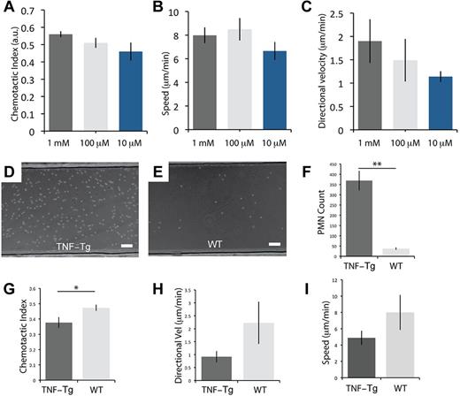 Figure 4. Capture and migration of mouse neutrophils from whole blood for TNF-Tg and WT mice. (A-C) Chemoattractant (fMLP) dose-response for neutrophils obtained from WT mice from a tail vein puncture, showing the chemotactic index, speed, and directional velocity (n = 3). (D-E) Representative micrographs of neutrophil capture out of whole blood for arthritic (TNF-Tg) and WT mice. (F-I) Difference in the number of neutrophils adhering to the P-selectin substrate, chemotactic index, directional velocity, and speed for neutrophils from TNF-Tg and WT mice. **P < .01. *P < .05. (F) n = 5. (G-I) n = 3. No observable migration for control (no fMLP). (D-E) Scale bars represent 100 μm. Error bars represent SEM. Phase-contrast images acquired using Slidebook Version 5.0.0.14 software with an Olympus IX-81 microscope using a 10× (NA = 0.30) objective at 37°C. Additional details on imaging are given in “Microscopy.”
