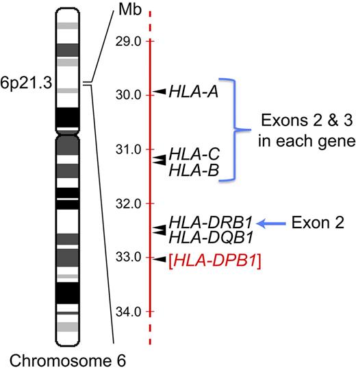 Figure 1. Selection of unrelated donors for allogeneic HCT involves sequencing specific exons in 4 different genes on chromosome 6p. The relative position of the HLA-A, HLA-B, HLA-C, and HLA-DRB1 genes in the MHC on the short arm of chromosome 6 at band 6p21.3 is indicated, as are the specific exons within each gene that are routinely sequenced in the process of unrelated donor selection for allogeneic HCT. Most transplantation centers do not as yet perform routine sequencing of exon 2 in the HLA-DQB1 gene, but donor/recipient matching for sequences in this exon is typically performed with medium resolution molecular techniques. The relative position of the HLA-DPB1 gene (in red), which plays a role in histocompatibility in the allogeneic HCT setting but at this time is not routinely sequenced during the donor selection process, is also indicated.