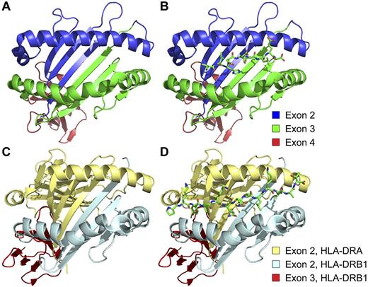 Figure 2. The exons sequenced during the process of donor selection for allogeneic HCT encode critical portions of the peptide-binding grooves of class I and class II MHC molecules. (A) Structure of the extracellular portion of the HLA-A*02:01:01 molecule, indicating the regions encoded by exons 2 (blue), 3 (green), and 4 (red) of the A*02:01:01 allele of the HLA-A gene. (B) Structure of HLA-A*02:01:01 with the peptide VLHDDLLEA, the minor histocompatibility antigen HA-1, bound in its peptide-binding groove. (C) Structure of the extracellular portion of the heterodimeric HLA-DR4 molecule, showing the moieties encoded by exons 2 (light blue) and 3 (red) of the HLA-DRB1 gene, as well as the moiety encoded by exon 2 of the minimally polymorphic HLA-DRA gene (pale yellow). (D) Structure of HLA-DR4 with a peptide derived from influenza hemagglutinin, PKYVKQNTLKLAT, bound in its peptide-binding groove. The HLA-A*02:01:01 and HLA-DR4 structures were derived from Protein Data Bank (PDB) accession nos. 3D25107 and 1J8H,108 and rendered with Pymol.109