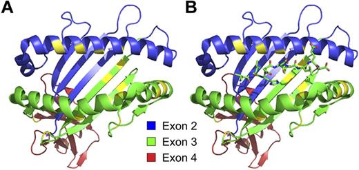 Figure 4. The majority of polymorphic residues that distinguish different alleles of class I and class II molecules are located in positions that influence peptide binding or interaction with T-cell receptors. Structure of HLA-A*02:01:01 without (A) and with (B) the HA-1 minor H antigen bound in its peptide-binding groove, with the regions encoded by exons 2, 3, and 4 of the A*02:01:01 allele of HLA-A colored as in Figure 2. The specific residues in HLA-A*02:01:01 that are nonidentical with those in the HLA-A*03:01:01 molecule are indicated in yellow.