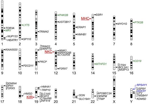 Figure 5. Map of genetic loci that can influence histocompatibility in the allogeneic HCT setting. The chromosomal location of the MHC, and of 2 other multigene clusters, the NKC and the KIR locus, are indicated by red labels and arrowheads to the left of the corresponding chromosomes. The chromosomal locations of genes that have been shown to encode T lymphocyte–defined minor H antigens are indicated by labels and arrowheads to the right of the corresponding chromosomes; genes that encode class I MHC-restricted minor H antigens recognized by CD8+ T cells are indicated by black labels, those that encode class II MHC-restricted minor H antigens recognized by CD4+ T cells are indicated by green labels, and those that encode both class I and class II MHC-restricted minor H antigens are indicated by blue labels.