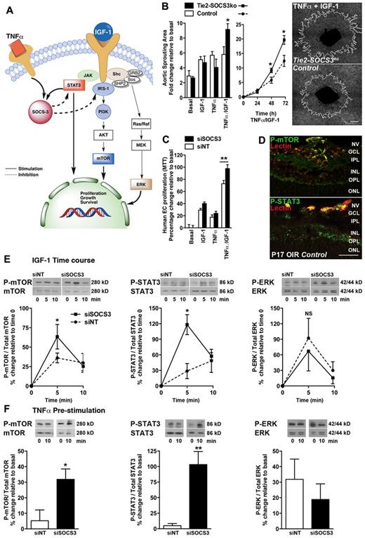 Figure 2. SOCS3 regulates vascular sprouting and endothelial activation. (A) Schematic representation of the signaling pathways regulated by SOCS3. (B) Increased sprouting of TNFα/IGF-1–stimulated aortic rings from Tie2-Socs3ko compared with Socs3flox/flox mice (n = 4-6). (C) Increased proliferation of human ECs treated with SOCS3 siRNA compared with controls (n = 9-10). (D) Expression of phospho-mTOR (P-mTOR) and P-STAT3 (green) in neovascular tufts (NV, red) of the OIR retina of Tie2-Socs3ko (not shown) and Socs3flox/flox control mice (n = 4). GCL indicates ganglion cell layer; INL, inner nuclear layer; and ONL, outer nuclear layer. (E) Increased mTOR and STAT3 phosphorylation, but not ERK, in IGF-1–stimulated ECs treated with Socs3 siRNA compared with controls (n = 3-5). (F) Prestimulation with TNFα (15 minutes) before IGF-1 further pronounces the increase of P-mTOR and P-STAT3 in IGF-1–stimulated ECs treated with Socs3 siRNA compared with controls (n = 3-6). Scale bar in panel B indicates 1 mm; and panel D, 50 μm. NS indicates not significant, *P < .05, **P < .01.