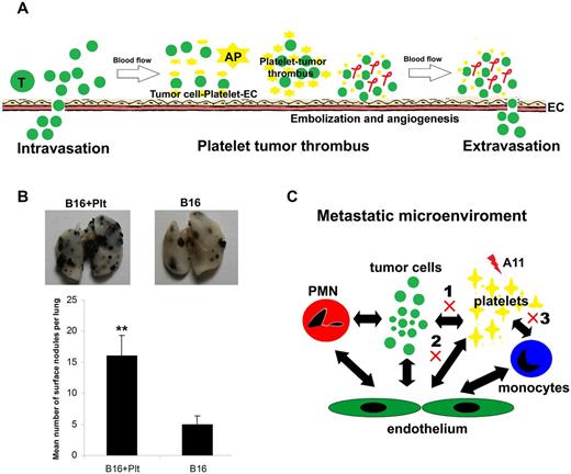 Figure 1. Schema of antiplatelet GPIIIa49-66 scFv Ab (A11) properties for the inhibition of tumor metastasis. (A) Summary figure. Events occurring following tumor intravasation, tumor-platelet-endothelial cell binding and platelet-tumor thrombus formation, tumor-platelet embolization, angiogenesis, and extravasation. T indicates tumor cells; and AP, activated platelets. (B) Platelets promoting metastases in an experimental pulmonary metastasis B16 tumor model. (Top row) Lung specimens with metastastic colonies. Plt indicates platelet. (Bottom row) Numeric results of surface pulmonary nodules (n = 8, **P < .01). (C) Hypothesized mechanisms of A11 on the inhibition of tumor metastasis by lysing activated platelets within the tumor microenvironment.