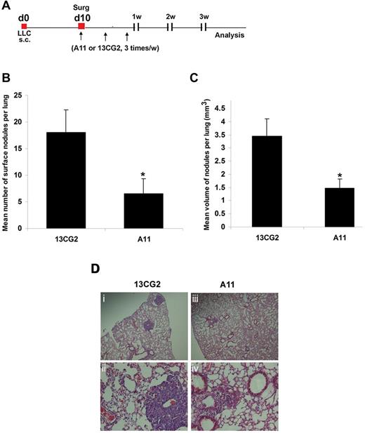 Figure 2. Effect of A11 on spontaneous metastasis of LLC. (A) It illustrates the treatment protocols in the spontaneous lung metastasis model. LLC indicates Lewis lung carcinoma. (B) Mean number of surface nodules per lung. (C) Mean volume of nodules per lung. (D) Representative histologic evidence from tumor sections of the different groups. (i-ii) 13CG2. (i) ×40; (ii) ×200. (iii-iv) A11. (iii) ×40; (iv) ×200. 13CG2 indicates control scFv Ab; n = 8, *P < .01.