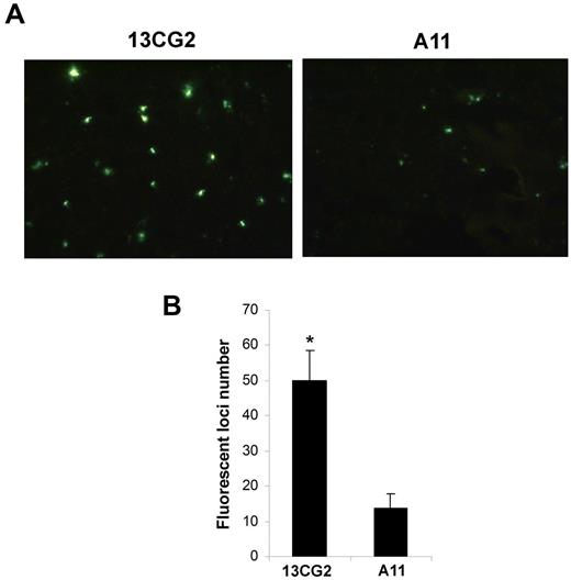 Figure 5. Effect of A11 on early invasion of B16 melanoma cells in lung tissue. (A) Frozen slide of lung tissue (×20) observed under a fluorescence microscope. (B) Quantitative result of adhesion of B16 in lung tissue as measurements of fluorescent intensity under a fluorescence plate reader. n = 5; *P < .01.