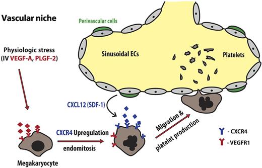 VEGR1 agonists PIGF-2 and VEGF-A stimulate VEGR1 on megakaryocytes (Mks) leading to CXCR4 upregulation and endomitosis. CXCR4-dependent migration of Mks results in localization of mature Mks to the vascular niche and platelet release into bone marrow sinusoids. PIGF indicates placental growth factor.