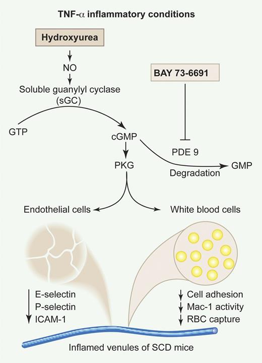 Effects of HU and the PDE9 inhibitor BAY73-6691 on TNF-α–induced vaso-occlusion in SCD mice. Adapted from Figure 1 of Almeida et al, which begins on page 2879. Professional illustration by Paulette Dennis.
