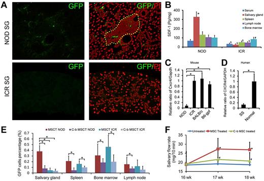 Figure 3. A critical role of SDF-1/CXCR4 for MSC trafficking and anti-inflammatory functions. (A) GFP-positive cells were detected in the submandibular glands of NOD/Ltj mice but not in control mice 1 week after allogeneic GFP-labeled BMMSC infusion. (B) ELISA (n = 6) showed that SDF-1 was significantly higher in serum ($P = .001), salivary gland ($P = 1.287 × 10−7), spleen ($P = .0002), and lymph nodes homogenates ($P = .0004) of NOD/Ltj mice than in control mice. In NOD/Ltj, the concentration of SDF-1 in salivary gland was the highest (*all P < .05), and in ICR mice bone marrow contained the highest SDF-1 (#all P < .05). (C) Real-time PCR for Cxcr4 expression in mice BMMSCs. The level of BMMSCs Cxcr4 gene from NOD/Ltj mice of 0.082 ± 0.043 was ∼ 5-fold lower than that from ICR, BALB/c, or C57BL/6-gfp mice (*all P < .05, n = 9). (D) Real-time PCR for CXCR4 expression in human BMMSCs. The level of BMMSCs CXCR4 gene from SS patients was ∼ 8-fold lower than that from healthy people (P = .009, n = 7). (E) In NOD/Ltj mice, higher numbers of GFP+ BMMSCs were detected in salivary glands after C57BL/6-gfp MSC infusion (MSCT NOD) compared with the CXCR4-blocked C57BL/6-gfp BMMSCs group (C-b MSCT NOD) 1 week after transplantation (P = 4.5 × 10−9, n = 12). A similar trend was observed for GFP+ BMMSCs in spleen, bone marrow, and lymph node in both NOD/Ltj and ICR mice (*all P < .05, n = 12). (F) Salivary flow rate (n = 6) of CXCR4-blocked BALB/c BMMSC-treated NOD/Ltj mice was significantly lower than mice in the normal BALB/c BMMSC infusion group (*P = .044 at 17 weeks and P = .036 at 18 weeks) and were similar to the untreated control group (#P = .475 at 17 weeks and P = .522 at 18 weeks).