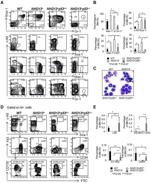 Figure 6. The loss of one or two p53 alleles accelerates the development of AML. (A) Representative FACS profiles show Mac-1 and Gr-1, c-Kit and Sca-1, c-Kit and Mac-1, c-Kit and Gr-1staining of BM cells isolated from NHD13+, NHD13+p53+/−, and NHD13+p53−/− mice with AML, compared with WT control mice. (B) The frequencies of Mac-1+ or Gr-1+, c-Kit+Sca-1−, Mac-1+c-Kit+, and Gr-1+c-Kit+ cells in NHD13+, NHD13+p53+/−, and NHD13+p53−/− mouse BM with AML, compared with WT control mice (mean ± SD, *P < .05, **P < .01). (C) Representative H&E-stained BM cytospin samples from NHD13+, NHD13+p53+/−, and NHD13+p53−/− mice with AML compared with WT control. (D) Representative staining profiles for LSK cells, showing also CD34, Flt3, and CD150 expression within the BM of NHD13+, NHD13+p53+/−, and NHD13+p53−/− mice with AML, compared with WT controls. (E) The frequencies of LSK cells, CD150+ LT-HSCs, ST-HSCs, and LMPPs in NHD13+, NHD13+p53+/−, and NHD13+p53−/− mice with AML, compared with WT control mice (mean ± SD, *P < .05, **P < .01). The mice used for this figure: NHD13+ mice with AML (n = 10, age between 9 months to 12 months), NHD13+p53+/− mice with AML (n = 10, age between 5 months to 10 months), NHD13+p53−/− mice with AML (n = 8, age between 4 and 6 months), and WT control (n = 6, age between 4 and 7 months).