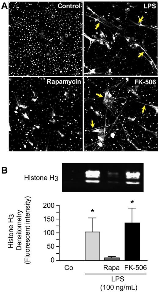 Figure 1. Rapamycin inhibits NET formation by human PMNs. (A) NET formation was assessed by live cell imaging with confocal microscopy (magnification, ×20). Extracellular and intracellular DNA were detected with a combination of cell permeable and cell impermeable DNA dyes (grayscale). Yellow arrows highlight areas of NET formation. Human PMNs were stimulated with LPS (100 ng/mL) for 1 hour with or without pretreatment with rapamycin (200nM) or FK-506 (200nM) as a control for rapamycin. These images are representative of visual fields selected from randomly captured fields from assays performed with PMNs from 5 different adult donors. (B) We quantified extracellular histone H3 content in DNase-treated supernatants by Western blotting as a surrogate for NET formation by human PMNs. Human PMNs were stimulated as above. The image is representative of assays performed with human PMNs isolated from 4 different healthy adult donors with densitometry analysis (n = 4) indicated in the graph below. Columns represent mean ± SEM supernatant histone H3 fluorescent intensity. The Kruskal-Wallis equality-of-populations rank test with 2-sample Wilcoxon rank sum posthoc testing was used. *Statistical significance with P < .05 in comparison with both control and LPS/rapamycin samples.