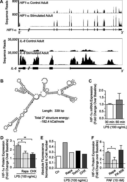 Figure 2. HIF-1α protein accumulation is posttranscriptionally regulated by mTOR in LPS-stimulated human PMNs. (A) We assessed HIF-1α (top) and IL-8 (bottom) transcript expression with the use of RNA-seq in control and stimulated human PMNs isolated from a single healthy adult donor. (B) Using RNA-seq, we determined the sequence of the 5′-UTR for the transcript coding for HIF-1α and predicted both its secondary structure (image) and the energy required to resolve its secondary structure (−182.4 kcal/mole).22 (C) qPCR was used to assess HIF-1α mRNA transcript expression in PMNs isolated from 3 different healthy adults at baseline and after LPS-stimulation over 1 hour. The results are presented as fold change over baseline ± SEM with baseline HIF-1α mRNA expression arbitrarily set at 1 (dashed line). One-way ANOVA analysis found no statistically significant differences. (D) We determined HIF-1α protein accumulation using In-Cell Western analysis for PMNs isolated from healthy adults at baseline and after LPS-stimulation for 1 hour with or without 1-hour pretreatment with rapamycin (200nM) or cycloheximide (500nM). The results are presented as fold change over baseline with baseline HIF-1α expression arbitrarily set at 1. The 1-way ANOVA with Tukey Multiple Comparisons posttesting was used. These results are representative of 5 separate experiments performed with human PMNs isolated from 5 different healthy adult donors. Statistical significance with *P < .05 and **P < .001. (E) We again assessed HIF-1α protein accumulation using In-Cell Western techniques in PMNs isolated from healthy adults at baseline and after LPS-stimulation for 1 hour with or without 1-hour pretreatment with rapamycin (200nM), torin 1 (250nM), or cycloheximide (500nM). The results are presented as absolute fluorescence normalized to cell number and are representative of 2 separate experiments performed with human PMNs isolated from 2 different healthy adult donors. (F) Human PMNs were stimulated with PAF (10nM) for 1 hour after a 1-hour pretreatment with or without rapamycin (200nM) or FK-506 (200nM). HIF-1α protein expression was quantified with semiquantitative immunocytochemistry, and the columns represent the mean fold change over baseline ± SEM. Control HIF-1α protein expression was arbitrarily set at 1 (dashed line). We used the single tailed Student t test for statistical analysis. *Significant difference (P < .05) between samples from PAF-stimulated PMNs and rapamycin-pretreated, PAF-stimulated PMNs. These experiments were performed with PMNs isolated from 3 different healthy adult donors.