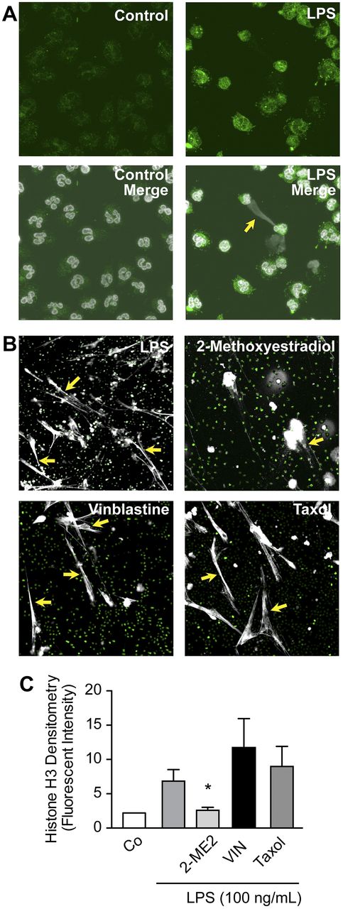 Figure 3. Pharmacologic inhibition of HIF-1α activity decreases NET formation by LPS-stimulated human PMNs. (A) HIF-1α protein expression and NET formation were simultaneously assessed with immunocytochemistry and confocal microscopy (magnification, ×60) in LPS-stimulated human PMNs (100 ng/mL), conditions that induced HIF-1α protein (Figure 2D-E). HIF-1α protein expression is shown (green fluorescence). In the merged images (bottom), extracellular and intracellular DNA are detected with TOPRO-3 (grayscale), with the yellow arrow highlighting an area of robust HIF-1α expression and NET formation. (B) NET formation was assessed by live cell imaging with confocal microscopy (magnification, ×20). Extracellular and intracellular DNA were detected with a combination of cell permeable (nuclear DNA; green) and cell impermeable (extracellular DNA; grayscale) DNA dyes. Yellow arrows highlight areas of NET formation. Human PMNs were stimulated with LPS (100 ng/mL) for 1 hour with or without pretreatment with 2-ME2 (2μM). Vinblastine (10μM) and paclitaxol (10μM), 2 inhibitors of microtubule function, served as controls for 2-ME2 pretreatment and its reported antimicrotubule activity. These images are representative of randomly selected visual fields of assays performed with PMNs from 5 different adult donors. (C) The columns represent mean ± SEM supernatant histone H3 fluorescent intensity from human PMNs isolated from 7 different healthy adult donors indicated in the graph below. The 2-sample Wilcoxon rank sum test was used. *Statistical significance with P < .05 in comparison with the LPS, vinblastine, and taxol samples.