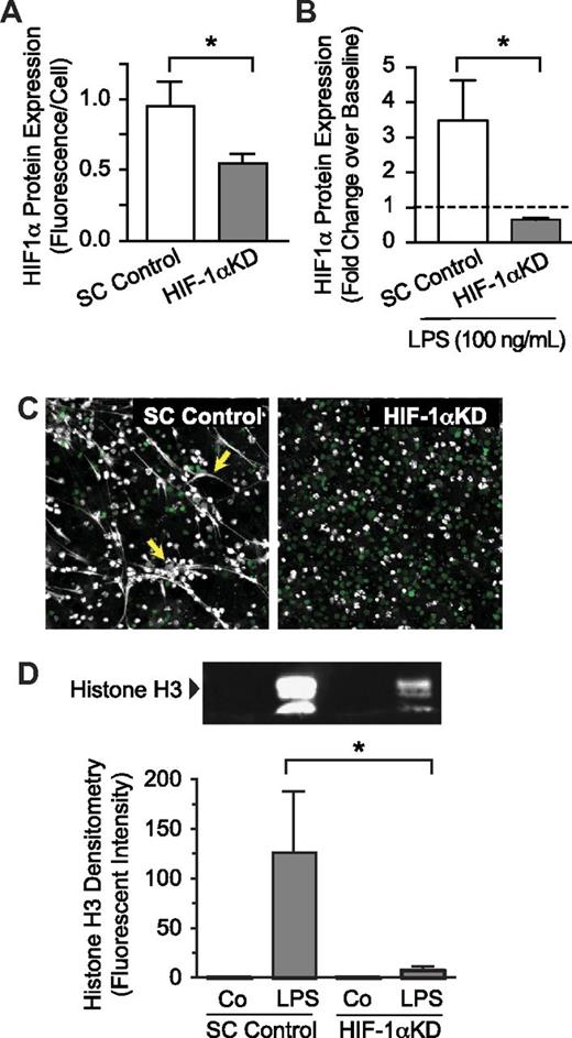 Figure 4. Genetic inhibition of HIF-1α activity decreases NET formation by LPS-stimulated surrogate PMNs. (A) Differentiated HL-60 surrogate PMNs were transduced with a lentivirus designed to coexpress GFP (as a marker for transduction) and an shRNA targeting HIF-1α (HIF-1αKD) to inhibit HIF-1α expression. HL-60 surrogate PMNs transduced with GFP lentivirus encoding a scrambled shRNA served as controls (SC Control). HIF-1α protein expression was determined with the In-Cell Western technique. The results are presented as fluorescence/cell ± SEM. *P < .05. We used Student t test to compare HIF-1α protein expression in HIF-1αKD and SC Control cells. (B) We also compared LPS-stimulated HIF-1αKD and SC Control cell expression of HIF-1α protein with the use of semiquantitative immunocytochemistry. The results are presented as fold change over baseline fluorescence/cell ± SEM. *Statistical significance, P < .05, using Student t test. (C) We assessed NET formation by LPS-stimulated HIF-1αKD and SC Control surrogate PMNs with the use of live cell imaging with confocal microscopy (magnification, ×20). Extracellular DNA was detected with a cell impermeable DNA dye (extracellular DNA; grayscale). Green fluorescence represents GFP expression. Yellow arrows highlight areas of NET formation. (C) We used Western blotting to quantify extracellular histone H3 content in DNase-treated supernatants as a surrogate for NET formation by HIF-1αKD and SC Control cells. This image is representative of assays performed in surrogate PMNs isolated from 4 discrete differentiation cultures with densitometry readings from all experiments represented in the graph below. (D) Columns represent supernatant histone H3 fluorescent intensity ± SEM. The Kruskal-Wallis equality-of-populations rank test with 2-sample Wilcoxon rank sum posthoc testing was used. *Statistical significance (P < .05) in comparison of both control and LPS-stimulated samples. The results presented in this figure represent at least 4 separate experiments performed with surrogate PMNs.