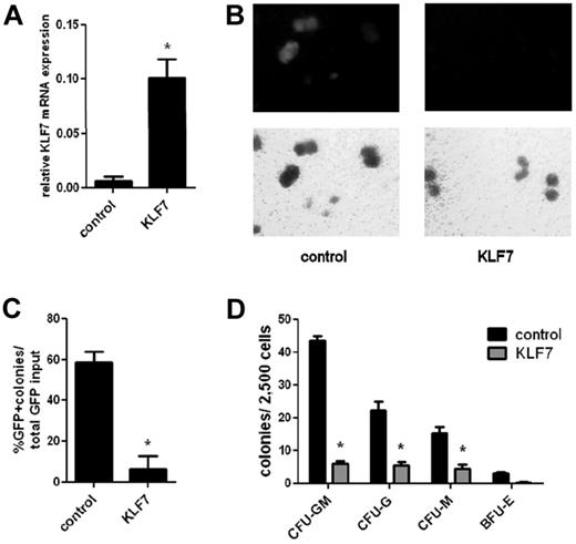 Figure 2. KLF7 overexpression inhibits in vitro myeloid colony formation. WT bone marrow cells from 5-fluorouracil–treated donors were transduced with MSCV-IRES-GFP expressing KLF7 or vector alone. (A) Transduced (GFP+) cells were isolated 72 hours after transduction, and the expression of KLF7 (relative to β-actin) was measured by real-time RT-PCR. Data represent 2 independent experiments. *P = .033. Unsorted bone marrow cells exposed to control or KLF7 retrovirus were plated in methylcellulose and cultured for 7 days. (B) Representative photomicrograph showing the GFP+ colonies (top panel) and total colonies (bottom panel). Original magnification ×10. (C) The percentage of GFP+ colonies relative to the input percentage of GFP+ cells. *P = .026. Data represent the average ± SEM of 2 independent experiments, each plated in duplicate. (D) GFP+ sorted cells from lentivirally transduced c-Kit+ cells were plated in complete methylcellulose, and colonies were scored by morphology after 7 days of growth.