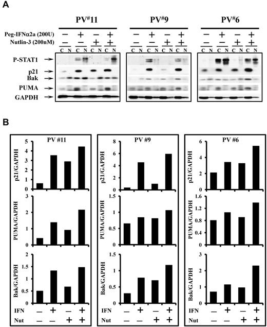Figure 6. Low doses of Peg IFN-α 2a and Nutlin-3 activate p53 pathway through different mechanisms. (A) Peg IFN-α 2a, but not Nutlin-3, increased p-STAT1 in CD34+ cells. Treatment with Nutlin-3 or Peg IFN-α 2a alone for 48 hours led to increased cytoplasmic p21, PUMA, and Bak protein levels; treatment with the 2 drugs in combination led to an even greater increase in p21, PUMA and Bak levels. (B) The quantification of cytoplasmic levels of p21, PUMA, and Bak was determined densitometrically and normalized to GAPDH.
