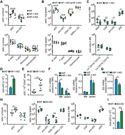 Figure 2. HIF-1α and ID2, but not HIF-2α, limit pDC development in vivo. (A-D) BM, blood, and spleen of age-matched WT, HIF-1αfl/fl LysM-Cre (HIF-1-KO), or HIF-2αfl/fl LysM-Cre (HIF-2-KO) mice was analyzed by flow cytometry as indicated in supplemental Methods and supplemental Figure 6. (A) Quantification of the indicated cell populations per microliter of blood is shown. Individual data points correspond to 1 animal each (6-8 animals were analyzed in groups of 2 or 3 in 3 independent experiments. Red represents mean values. (B) Quantification of the indicated cell populations per milligram of spleen is shown. Individual data points correspond to 1 animal each (6 animals were analyzed in groups of 2 in 3 independent experiments. Red represents mean values. (C) Quantification of the indicated cell populations in the entire BM harvested from both hind limbs. Individual data points correspond to 1 animal (6 animals were analyzed in groups of 2 in 3 independent experiments. Red bars represent mean values. (D) The sum of total pDCs from BM, spleen, and peripheral blood from 6 animals of each genotype. (E) Mammary tumors were extracted from 100-day-old HIF-1αfl/fl LysM-Cre (HIF-1-KO) or WT mice expressing the PyMT oncogene. Single-cell suspensions were analyzed by polychromatic flow cytometry as indicated in supplemental Figure 6. Quantitative analysis of relative pDC amounts within the total immune cell population. Individual data points corresponding to 1 animal each (9 animals were analyzed in at least 6 independent experiments. Red bars represent mean values. (F) pDCs were isolated from spleens and BM of WT and HIF-1αfl/fl LysM-Cre mice. Spleen pDCs were isolated from single-cell suspensions using untouched magnetic sorting and BM pDCs by untouched magnetic sorting followed by further enrichment using FACS sorting. Relative mRNA expression of exon 2 of the HIF-1α gene transcript and of ID2 quantified by quantitative PCR. pDCs of 6 animals of each genotype were analyzed in groups of 2 in 3 independent experiments. (G) MDPs and CDPs were isolated from whole BM of WT or HIF-1-KO mice (see supplemental Methods and supplemental Figure 4), pooled and analyzed for relative ID2 mRNA expression. MDPs/CDPs of 6 animals of each genotype were analyzed in groups of 2 in 3 independent experiments. (H) BM, blood, and spleen of age-matched ID2−/− (ID2-KO) mice and the respective WT control animals were analyzed by flow cytometry as indicated in supplemental Methods and supplemental Figure 6. Quantification of the indicated cell populations per microliter of blood, per milligram of spleen and in the entire hind limb BM. Individual data points correspond to 1 animal (6-8 animals were analyzed in groups of 2 or 3 in 3 independent experiments. Red bars represent mean values. (I) The sum of total pDCs from BM, spleen, and peripheral blood from 6 WT or ID2-KO. Data were analyzed using GraphPad Prism Version 5.0 for Windows. P values were calculated using Student t test (C-E, G-I) or 1-way ANOVA (A,B,F) with Bonferroni correction. Significant differences between experimental groups: *P < .05, **P < .01, ***P < .001.