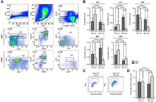 Figure 2. Induction of TRF1 deletion depletes HSC and progenitor cells and leads to increased compensatory proliferation. (A) Representative FACS analysis of the HSC and progenitor cell populations. Single cells in panel Ai were further gated based on forward and side scatter (Aii). Including only viable cells without DAPI incorporation, BMMCs of (Aii) were separated on the basis of being lineage negative and IL-7 receptor positive or negative (Aiii). IL-7 receptor–positive cells were further analyzed based on the sca-1 and c-kit staining (Avi). Common lymphoid progenitors (CLP) were identified as sca-1 and c-kit low(+) cells. Lin and IL-7 receptor–negative cells were further distinguished on the basis of sca-1 and c-kit staining (Aiv). HSCs were identified as c-kit(+), sca-1(+). C-kit(+), sca-1(−) progenitor cells were further differentiated in (Av) on the basis of CD34 and Fc-receptor staining. CD34 and Fc-receptor low(+) cells were identified as megakaryocyte-erythrocyte progenitor cells (MEP), CD34(+), Fc-receptor low–positive cells as common myeloid progenitors (CMP),and CD34(+),Fc-receptor(+) cells were identified as granulocyte-macrophage progenitors (GMP). (B) Quantification of the percentage of the hematopoietic stem and progenitor cell subpopulations. The respective percentage was calculated in relation to the number of cells gated for forward and side scatter in panel Aii. Mice without pI-pC–induced Cre expression are represented by dark gray bars and mice undergoing pI-C injections by light gray bars. Two-sided t test was used for statistical comparison between TRF1flox/floxMx1-wt and TRF1flox/floxMx1-Cre group, student paired t test for statistical comparison within the respective group (untreated vs treated). (C) Representative FACS analysis of BrdU incorporation after 2-hour pulse labeling in TRF1flox/floxMx1-wt and TRF1flox/floxMx1-Cre mice undergoing Cre induction. BMMCs were gated for singlet cells and forward and side scatter (FACS scatter gram not shown) and then further separated on the basis of BrdU and propidium iodide staining. (D) Quantification of BrdU-positive cells. The respective percentage was calculated in relation to the number of cells gated for forward and side scatter. Mice without pI-pC–induced Cre expression are represented by dark gray bars and mice undergoing pI-C injections by light gray bars. Two-sided t test and student paired t test was used for statistical comparison between respective TRF1flox/floxMx1-wt and TRF1flox/floxMx1-Cre subgroups.