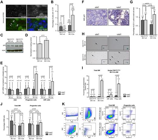 Figure 3. TRF1 deletion leads to increased number of TIFs and cellular senescence via p21 but no induction of apoptosis. (A) Representative image of colocalization (indicated by white arrows) of γH2AX foci and telomeres using immuno Q-FISH. (B) Quantification of the number of TIFs per detected nucleus. Only cells showing 3 or more TIF were included. Mice without pI-pC–induced Cre expression are represented by dark gray bars and mice undergoing pI-C injections by light gray bars. Two-sided t test was used for statistical comparison. (C) Western blot analysis of p53 protein levels of pI-pC–treated TRF1flox/floxMx1-wt and TRF1flox/floxMx1-Cre mice. (D) Quantification of Western blot analysis of the p53 protein levels in relation to respective actin levels. Two-sided t test was used for statistical comparison. (E) Fold change of quantitative PCR of p21 mRNA levels in FACS-sorted bone marrow cells sorted for HSC: lin(−), c-kit (+), sca-1(+); progenitor cells: lin(−), c-kit(+), sca-1 (−); and differentiated cells: lin(+). mRNA of p21 levels were normalized to actin levels, and statistical comparison was conducted with the Student t test between untreated and pI-pC–treated TRF1flox/floxMx1-wt and TRF1flox/floxMx1-Cre mice. (F) Representative image of p21 IHC staining of TRF1flox/floxMx1-Cre mice with and without pI-pC injections (×40 magnification, blue bar represents 50 μm). (G) Quantification of the p21 IHC-positive area (brown cells) in relation to the area of all cells. Mice without pI-pC–induced Cre expression are represented by dark gray bars and mice undergoing pI-C injections by light gray bars. Two-sided t test and Student paired t test was used for statistical comparison between TRF1flox/floxMx1-wt and TRF1flox/floxMx1-Cre subgroups. (H) Representative images of β-galactosidase staining in unsorted bone marrow. Images were captured with ×10 magnification, small window represents a magnified (20×) section of the image showing representative β-galactosidase–positive (indicated by black arrows) and –negative cells. (I) Quantification of the percentage of β-galactosidase positive cells per counted dish. Bar graph on the left represents unsorted bone marrow cells. On the right, quantification of FACS-sorted lin(+) differentiated cells and lin(−)c-kit(+) HSC and progenitors cells is shown. Mice without pI-pC–induced Cre expression are represented by dark gray bars and mice undergoing pI-C injections by light gray bars. Two-sided t test was used for statistical comparison. (J) Quantification of the percentage of early apoptotic cells in all bone marrow cells and stem and progenitor cells. Quantification on the left represents all bone marrow cells, on the right, quantification of lin(−)c-kit(+) HSC and progenitors cells is shown. Mice without pI-pC–induced Cre expression are represented by dark gray bars, mice undergoing pI-C injections by bright gray bars. Two-sided t test and Student t test was used for statistical comparison between TRF1flox/floxMx1-wt and TRF1flox/floxMx1-Cre subgroups. (K) Representative FACS analysis for apoptosis of pI-pC–treated TRF1flox/floxMx1-wt and TRF1flox/floxMx1-Cre mice. Single cells in Ki were further gated on the basis of forward and side scatter (Kii). Selected cells of Kii were analyzed as total bone marrow based on TO-PRO-3 and annexin-V staining or further separated in panel Kiii on the basis of negative linage staining. Lineage(−) cells were further distinguished in c-kit–positive and –negative cells (in Kiv). C-kit(+), lin(−) HSC, and progenitor cells (Kiv) were further analyzed on the basis of TO-PRO-3 and annexin-V staining. Annexin-V–positive and TOP-RO-3–negative cells were identified as early apoptotic cells.