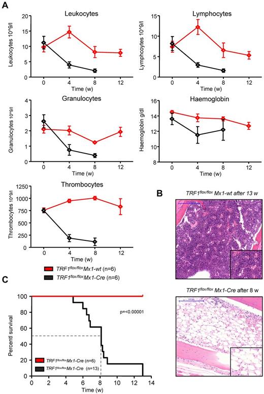 Figure 4. Long-term induction of TRF1 deletion results in BMF and reduced overall survival. (A) Peripheral blood counts measured once a month of TRF1flox/floxMx1-wt and TRF1flox/floxMx1-Cre mice during Cre long-term induction via pI-pC. No statistical difference was found at day 0 in all the subpopulations between TRF1flox/floxMx1-wt and TRF1flox/floxMx1-Cre mice (all P > .05). At 4 and 8 weeks after starting Cre induction, all TRF1flox/floxMx1-Cre mice showed statistically significant lower peripheral blood counts (all P < .005) except for hemoglobin levels (P = .08 and P = .07 at week +4 and +8, respectively). Two-sided t test was used for statistical comparison. (B) Exemplary hematoxylin and eosin staining of the sternal bone marrow of a TRF1flox/floxMx1-wt and TRF1flox/floxMx1-Cre animal 13 and 8 weeks, respectively, after the start of Cre induction. Image was captured with ×10 magnification (blue bar represents 200 μm), small image shows ×40 magnification. (C) Overall survival of TRF1flox/floxMx1-wt and TRF1flox/floxMx1-Cre mice undergoing long-term Cre induction. Dashed line represents median survival. Log-rank test was used for statistical comparison.