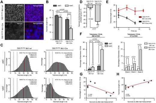 Figure 5. Long-term induction of TRF1 deletion leads to telomere shortening and significant increased number of short telomeres. (A) Representative image of bone marrow Q-FISH of TRF1flox/floxMx1-wt and TRF1flox/floxMx1-Cre mice undergoing long-term Cre induction (×63 magnification and ×2 optical zoom). (B) Mean telomere length of TRF1flox/floxMx1-wt and TRF1flox/floxMx1-Cre mice with (after 7-9 and 13 weeks, respectively) and without long-term Cre induction. Mice without pI-pC–induced Cre expression are represented by dark gray bars and mice undergoing pI-pC injections by light gray bars. Two-sided t test and Student paired t test was used for statistical comparison between TRF1flox/floxMx1-wt and TRF1flox/floxMx1-Cre subgroups. (C) Telomere length distribution of all measured telomeres in the analyzed TRF1flox/floxMx1-wt and TRF1flox/floxMx1-Cre animals with and without Cre induction. Red line indicates the mean value calculated in panel B, and dashed lines represent 7.5 and 15 kb. All percentages given in the graph are calculated represent the mean values of the respective 3 or 4 measured mice. (D) Relative telomere length difference between the respective treated and untreated TRF1flox/floxMx1-wt and TRF1flox/floxMx1-Cre mice. Two-sided t test was used for statistical comparison. (E) Telomere length over time of peripheral blood leukocytes in TRF1flox/floxMx1-wt and TRF1flox/floxMx1-Cre animals undergoing long-term pI-pC injections. TRF1flox/floxMx1-Cre mice showed significant shorter telomeres after 4 and 8 of Cre induction (both P < .005), but no significant difference was observed before Cre induction (P = .26). Two-sided t test and used for statistical comparison between TRF1flox/floxMx1-wt and TRF1flox/floxMx1-Cre subgroups. (F) Quantification of the percentage of telomeres < 15 kb of analyzed mice of (B) using BM-Q-FISH and of (E) using HT-Q-FISH. Two-sided t test and used for statistical comparison between TRF1flox/floxMx1-wt and TRF1flox/floxMx1-Cre subgroups of BM-Q-FISH, 2-sided Mann-Whitney U test was used for comparison between TRF1flox/floxMx1-wt and TRF1flox/floxMx1-Cre subgroups of HT-Q-FISH. (G) Correlation between measured short telomeres (< 15 kb) of the last blood sample taken and remaining survival time in weeks of the mice. (H) Correlation between telomere length of the last blood sample taken and remaining survival time in weeks of the mice. Pearson correlation was used for statistical analysis.