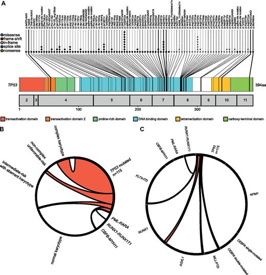 Figure 1. TP53 mutations: localization and association with cytogenetics and other molecular mutations. (A) Molecular mutations in TP53. The numbers of mutations are reflected by the numbers of colored dots which also indicate the mutation effect on the amino acid level. (B) Association between TP53 mutations and karyotype. The Circos plot illustrates the association between TP53 mutations and cytogenetic subgroups. The width of the arches indicates the percentage of positive samples. (C) Mutational complexity of TP53 mutations. The Circos diagram shows the mutational events in patients with TP53 mutations and a respective second molecular mutation. The length of the gene section indicates the number of obtained mutations per marker. The width of the arches indicates the percentage of mutated samples.