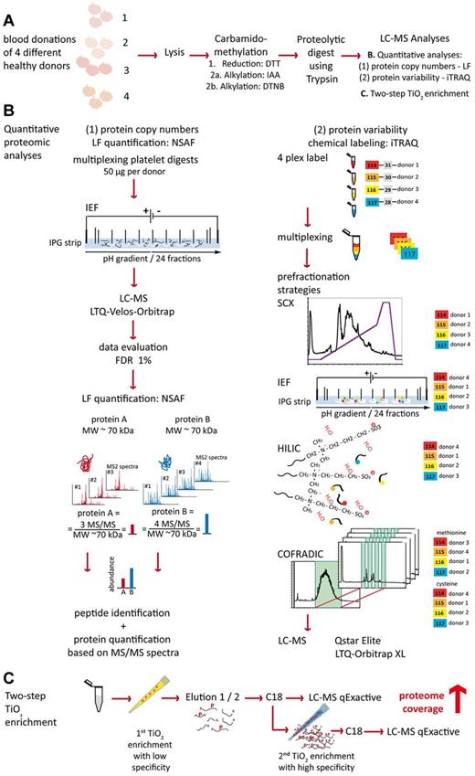 Figure 1. Overview of the analytical strategy. (A) Platelets were isolated from fresh blood donations and lysed, and proteins were carbamidomethylated and digested using trypsin. (B) Quantitative analysis was conducted in a 2-pronged way. (1) For absolute quantification of protein copy numbers, equal amounts of digest from the 4 donors were combined and peptides separated by in-solution isoelectric focusing. Obtained fractions were analyzed by LC-MS/MS on an LTQ Obritrap Velos and copy numbers were calculated based on the NSAF method. (2) For quantifying the biologic variance of the human platelet proteome, 100 μg of each sample were labeled with iTRAQ 114, 115, 116, and 117, respectively. Samples were multiplexed and fractionated using different techiques, namely SCX, IEF, HILIC, and COFRADIC. Obtained fractions were analyzed by LC-MS on Orbitrap XL and Qstar Elite mass spectrometers. (C) To increase the coverage of the human platelet proteome, a 2-step TiO2 enrichment, first with low and then with high specificity for phosphopeptides was conducted and samples analyzed by LC-MS/MS on a q-Exactive mass spectrometer.