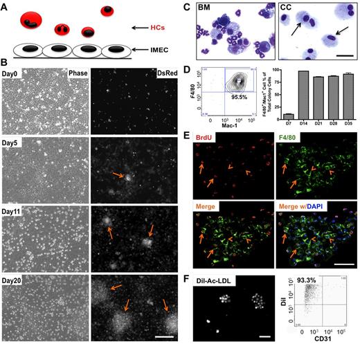 Figure 1. Endothelial cells induce differentiation and expansion of macrophages in vitro. (A) Schematic representation of the coculture system that includes murine hematopoietic cells (HCs) and immortalized mouse endothelial cells (IMECs). All HCs express DsRed fluorescent protein. (B) Phase contrast (left) and fluorescent (right) micrographs depict the formation of DsRed+ colonies (arrow) during coculture. Note that the colonies were phase-dim or invisible under phase view. Scale bar, 200 μm. (C) Photomicrographs of isolated bone marrow (BM) cells and cells from day 27 colonies (CC, arrow) after May-Grünwald-Giemsa staining. Scale bar, 50 μm. (D) FACS profile (left) indicates that the large majority of cells in the colonies were F4/80+/Mac-1+ (n = 3). (E) Fluorescent micrographs of bromodeoxyuridine (BrdU) staining indicating active proliferation within the colony. Day 10 colonies were pulse-labeled with BrdU for 8 hours and then costained for anti-BrdU (red) and anti-F4/80 (green) antibodies. Arrow, cells positive for both F4/80 and BrdU. Arrowhead indicates F4/80+ cells not stained for BrdU. DAPI indicates staining for nucleus (blue). Scale bar, 50 μm. (F) Colony cells uptake DiI-ac-LDL. Cells were incubated with 10 μg/mL DiI-ac-LDL for 4 hours, followed by fluorescent microscopy (left). (Right) FACS profile shows the majority colony cells take up Dil-ac-LDL. CD31, to exclude possible IMEC contamination. Scale bar, 200 μm.