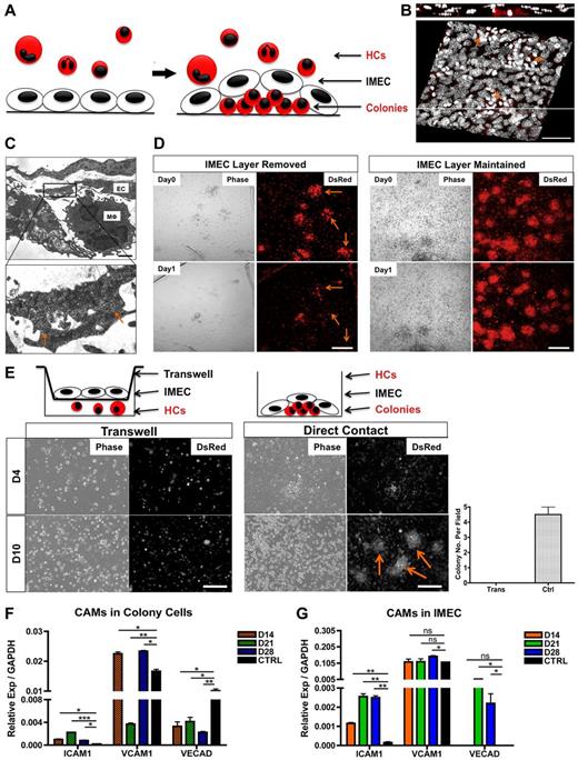 Figure 2. Direct contact with the endothelium is required for the formation and maintenance of macrophage colonies. (A) Schematic representation of the colonies as they take residence under the endothelial monolayer. (B) Confocal 3D reconstruction of the DsRed colonies (arrows) growing underneath the IMEC layer. Composite x-y sections and a single z-section are shown. Scale bar, 50 μm. (C) Ultrastructural analysis of cells cocultured for 28 days by transmission electron microscopy. (Bottom) Magnified micrograph reveals direct contact (arrows) between the 2 cell types. EC indicates endothelial cell; and Mφ, macrophage-like cell. Scale bar, 4 μm. (D) Colonies disaggregate (arrow) after the removal of IMEC layer for 1 day, depicted by phase contrast and fluorescent micrographs (left). Colonies with IMECs were maintained (right). Scale bar, 200 μm. (E) Colonies failed to form via transwells. (Left) Cocultures of HCs and IMECs separated by the transwell (0.4-μm pore size). (Middle) Cocultures through direct contact. Arrows indicate colonies. (Right) Quantification of colony number at day 10 of coculture (n = 3). Scale bar, 200 μm. (F) Real time PCR quantification of ICAM1, VCAM1, and VE-Cadherin in colonies. Ctrl indicates bone marrow–derived macrophages with 5 ng/mL IL-4 stimulated for 24 hours (n = 6). (G) Corresponding cell adhesion molecules (CAMs) expression in IMECs. Ctrl indicates IMECs in the absence of coculture (n = 6; *P < .05; **P < .01; ***P < .001; unpaired Student t test).