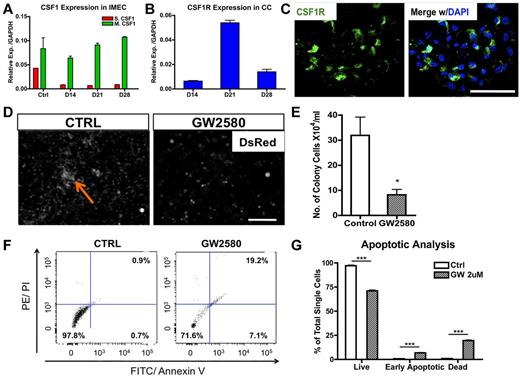 Figure 3. CSF1 is essential for the expansion of macrophage colonies. (A) Membrane-bound Csf1 but not secreted Csf1 is prevalently expressed in IMECs by real-time PCR analysis. Ctrl, IMECs in the absence of coculture (n = 6). (B) Csf1 receptor (Csf1r) transcripts are highly expressed in colony cells (n = 6). (C) Immunolocalization of Csf1r (green) on a representative colony from day 10 coculture. DAPI indicates staining for nucleus (blue). Scale bar, 50 μm. (D) GW2580, a CSF1R inhibitor, significantly impairs colony emergence and growth. Coculture was treated with GW2580 (2μM) for 7 days. Ctrl indicates coculture exposed to vehicle. Arrow indicates a colony. Scale bar, 200 μm. (E) Quantification of colony cell number at day 14 of coculture in the presence or absence of GW2580 treatment (n = 3). (F) Representative dot plots showing increased apoptotic activity on GW2580 treatment. Colony cells from day 14 coculture treated with GW2580 (2μM) or vehicle were stained for propidium iodide (PI) and annexin V. (G) Apoptotic analysis of colony cells on GW2580 or vehicle treatment (n = 3; *P < .05; ***P < .001; unpaired Student t test).