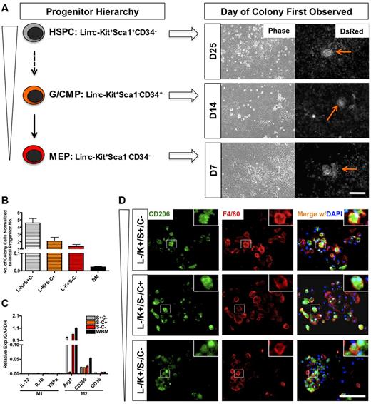 Figure 5. IMECs support macrophage differentiation from hematopoietic progenitors. (A) Schematic representation of hematopoietic progenitors evaluated and the time of emergence of macrophage colonies (right). HSPC indicates hematopoietic stem/progenitor cell; G/CMP, granulocyte-macrophage and common myeloid progenitor; and MEP, megakaryocyte-erythroid progenitor. Arrows indicate colonies. Scale bar, 200 μm. (B) Colony cell number at day 28 of cocultures was normalized to the initial number of progenitor cells plated (n = 6). (C) Colony cells from all progenitors moderately display M2 macrophage markers but lack M1 markers. Ctrl indicates colony cells from the coculture of whole bone marrow (WBM) cells and IMECs (n = 6). (D) Colonies from all progenitors expressed CD206/Mrc1 (M2 macrophage marker, green) and F4/80 (pan macrophage marker, red). Colonies shown are from d14 coculture. DAPI indicates staining for nucleus (blue). Scale bar, 100 μm.