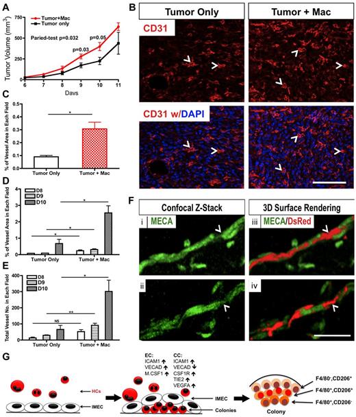 Figure 6. Macrophages derived from coculture promote tumor growth and angiogenesis. (A) Colony cells promote tumor growth in wild-type C57BL/6 mice. Mice were injected with RM1 tumor cells (1 × 105) alone or with colony cells (1 × 104; n = 3∼5). (B) Representative pictures of tumor sections stained for CD31 (red). Tumors that were co-injected with colony cells showed a higher vascular density. Arrowhead indicates representative vessel. DAPI indicates staining for nuclei (blue). Scale bar, 100 μm. (C) Quantification (percentage) of vascular area in tumor sections shown in (B; n = 3). (D) Quantification of vessel area in tumor sections from indicated days (n = 3). (E) Quantification of vessel number in tumor sections from indicated days (n = 3). (F) Immunolabeling (i,ii) and 3D surface rendering (iii,iv) of colony cells (DsRed) and vessels (MECA, green) after colony cells and IMECs were injected with matrigel for 7 days. Colony cell (arrowhead) is bridging 2 endothelial cells. Scale bar, 50 μm. (G) Model of IMEC-induced M2 macrophage differentiation (*P < .05; **P < .01; unpaired Student t test).