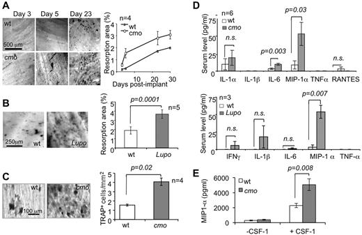 Figure 2. PSTPIP2 deficiency promotes osteoclast development and MIP-1α production in vivo. (A) Toluidine blue staining (left panels) and quantitation (right panel) of the resorption pits on dentine implants removed at the indicated times after surgery. (B) Resorption pits (left panels) and quantitation (right panel) of dentine resorption at day 10 postimplant. (C) TRAP staining of dentine implants (left panels) and quantitation of the density (right panel) of TRAP+ cells on implants removed at day 5. (D) Serum levels of pro-osteoclastogenic factors in 6-month-old cmo (top panel) and 3-month-old Lupo (bottom panel) mice and WT controls at day 8 after surgery. (E) MIP-1α production by macrophages after a 24-hour incubation in medium with or without 120 ng/mL CSF-1. Data ± SEM; n indicates number of mice per group; and ns, not significantly different (P > .05).