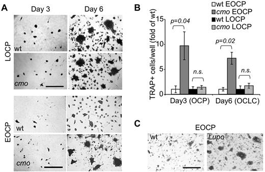 Figure 5. PSTPIP2 deficiency enhances osteoclast development from purified precursors. (A) TRAP staining of c-Kit+ c-Fmshi Mac-1lo (LOCP) and c-Kit+ c-Fmslo Mac-1lo (EOCP) osteoclast precursor cultures at day 3 and day 6 of CSF-1 and RANKL-induced osteoclast differentiation in vitro. (B) Quantitation of TRAP+ mononuclear OCP (day 3) or OCLC cells (day 6) shown in panel A. Data ± SEM from 3 independent experiments. ns indicates not significant (P > .05). (C) Compared with WT controls, cultured Lupo EOCP form more TRAP-positive multinucleated osteoclasts.
