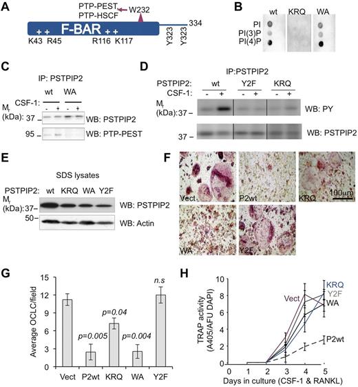 Figure 7. PSTPIP2 tyrosine phosphorylation and interaction with membrane phospholipids are required for PSTPIP2 inhibition of osteoclast differentiation. (A) Predicted structural determinants of PSTPIP2 molecular interactions. (B) Mutation of the conserved cationic residues, R116 and K117 (KRQ), abolishes phospholipid binding. (C) Mutation of W232 to alanine (WA) inhibits PSTPIP2 interaction with PTP-PEST. (D) Mutation of the major tyrosine phosphorylation sites Y323 and Y333 (Y2F) eliminates tyrosine phosphorylation of PSTPIP2 in response to CSF-1 stimulation (middle panel), which is also reduced in CSF-1–stimulated macrophages expressing the KRQ mutant (right panel). Repositioned gel lanes from the same blot are separated by vertical lines. (E) The expression of WT PSTPIP2 and PSTPIP2 mutants was confirmed by Western blotting of SDS cell lysates. Actin indicates loading control. (F) Morphology of day 6 osteoclasts obtained from immortalized cmo c-Kit+ Mac-1lo c-Fmslo EOCP retrovirally transduced with vector (Vect), WT PSTPIP2 (P2WT), or the PSTPIP2 mutants described in panels B through E. (G) Quantitation of the number of OCLC per field. (H) Effects of PSTPIP2 deficiency and mutation on TRAP expression. AFU DAPI indicates arbitrary fluorescence units of DAPI-stained cultures. Data ± SEM, n ≥ 3 independent experiments; ns indicates not significant (P > .05).