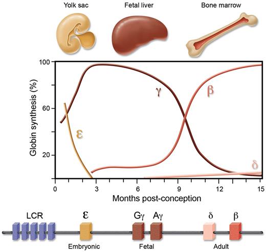 Figure 1. The β-globin genes are encoded from a single cluster and under strict developmental control. There are 2 developmental switches in expression from the cluster, from embryonic-to-fetal during the first trimester of conception, and from fetal-to-adult around the time of birth.