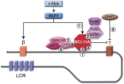 Figure 3. The BCL11A network as a schematic target for various potential therapeutic modalities. BCL11A is shown occupying sequences within the β-globin cluster distal from the γ-globin genes themselves. It is subject to transcriptional activation by KLF1, which itself may be a target of c-Myb. BCL11A interacts with the NuRD nucleosome remodeling and deacetylase complex, which includes the ATPases CHD3/4 and histone deacetylases HDAC1/2 as well as MBD2. BCL11A also interacts with erythroid transcription factors including GATA1, FOG1, and SOX6. BCL11A could conceptually be therapeutically targeted by various strategies including: (1) decreasing its steady-state level, such as by preventing its activation by KLF1, or by RNA interference; (2) interfering with protein–protein interactions such as between BCL11A and GATA1; (3) interfering directly with BCL11A's protein–DNA interactions; (4) allosteric inhibitors of BCL11A itself or various partners; (5) active-site inhibitors of partner proteins with enzymatic activity such as HDAC1/2 and CHD3/4; (6) blocking associated chromatin reader modules, such as PHD fingers and chromodomains on CHD3/4 and MBD domain on MBD2; (7) direct genome editing, such as of critical BCL11A binding regulatory elements; and (8) as part of combination therapy with additional targets such as low-dose demethylase therapy.